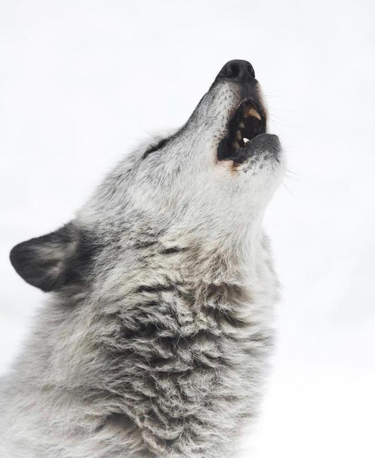 Wildhomes Wild Wolf Lodge Courmayeur Exteriör bild