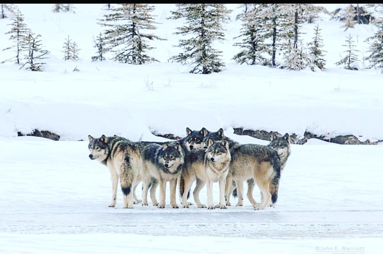 Wildhomes Wild Wolf Lodge Courmayeur Exteriör bild